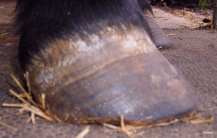 Pin On Horse Hoof Care And Leg Care