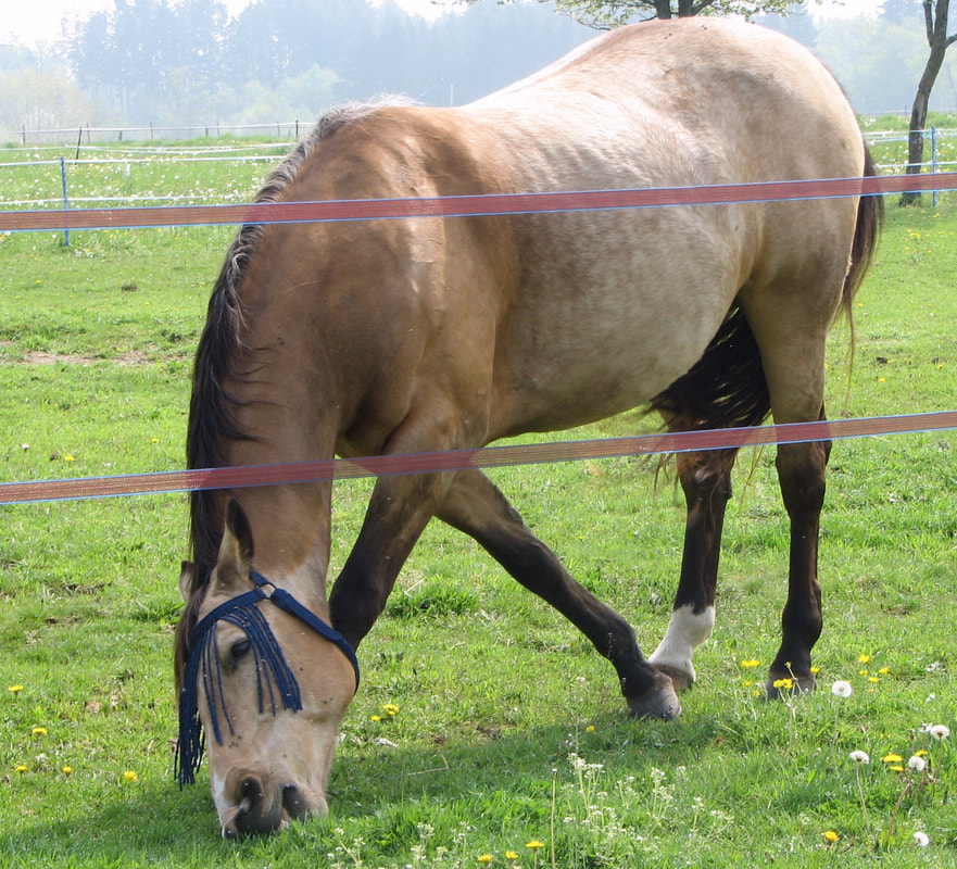 Manage Horse S Spring Turnout When Fructan Levels Are High To Avoid Colic Laminitis