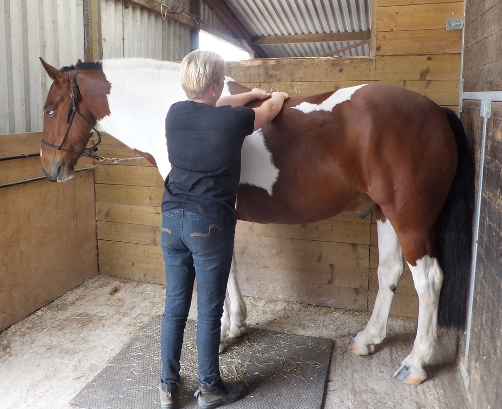 horse shoulder lameness treatment